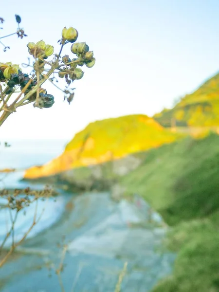 Foco Seletivo Florescer Serjania Contra Colinas Verdes Mar Hora Ouro — Fotografia de Stock