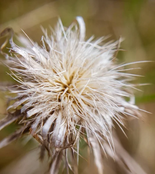 Närbild Den Fluffiga Carduus Fjäderlösa Tisteln — Stockfoto