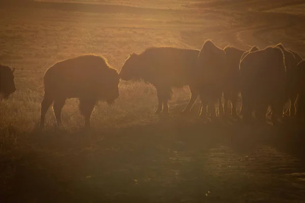 Plusieurs Bisons Buffles Marchant Dans Les Terres Agricoles Coucher Soleil — Photo