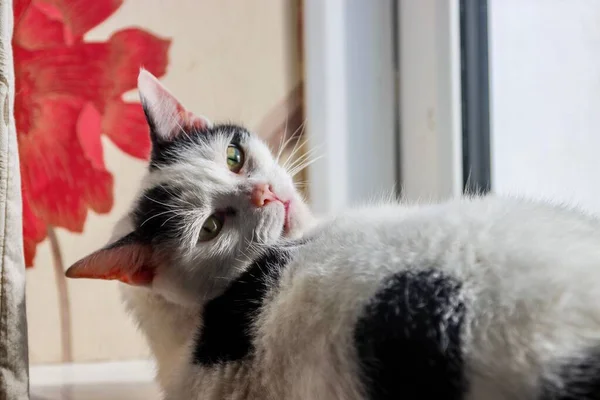 아나톨리아 고양이의 클로즈업 — 스톡 사진