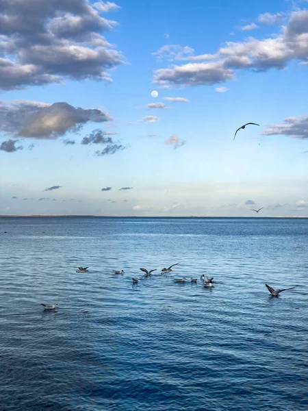 Flock Seagull Birds Fly Sea — Photo