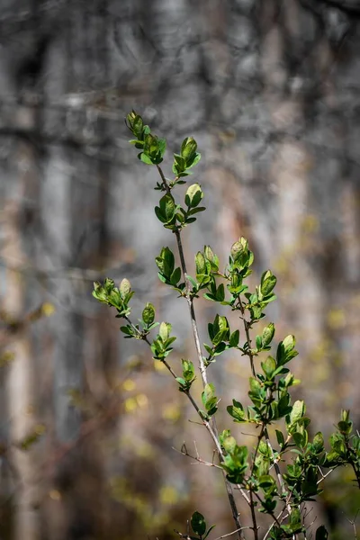 Vertical Selective Focus Shot Flowering Willow Branch Blurry Background Sunset — Stock Photo, Image