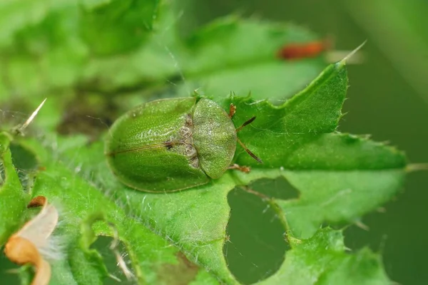 Primer Plano Sobre Cardo Verde Tortuga Escarabajo Cassida Rubiginosa Sentado — Foto de Stock