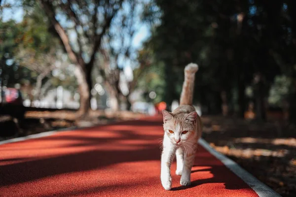 Chat Marche Dehors Par Une Journée Ensoleillée — Photo