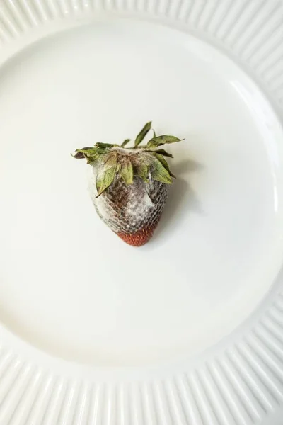 Single Moldy Strawberry Center White Dish — Stock Photo, Image