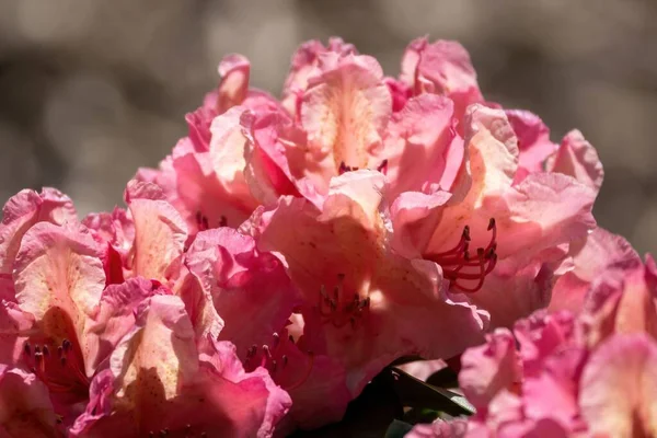 Ροζ Και Λευκά Άνθη Ροδόδεντρου Μεγαλώνουν Στο Πάρκο Μια Ηλιόλουστη — Φωτογραφία Αρχείου