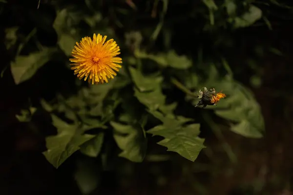Sarı Karahindiba Çiçekleri Baharda Bulanık Büyük Taze Yapraklar — Stok fotoğraf