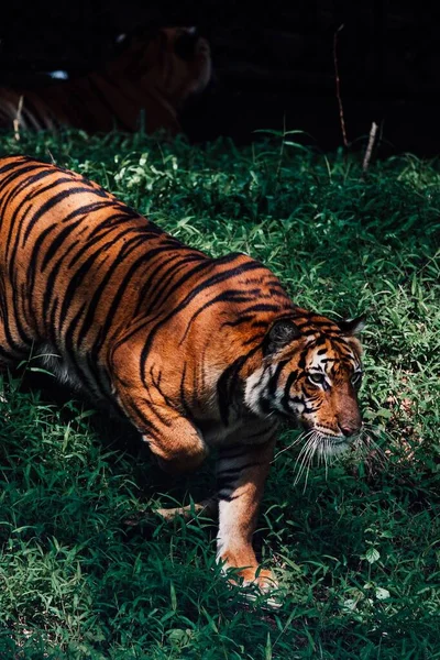 一只老虎在白天在动物园里散步的垂直镜头 — 图库照片