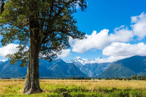 Uma Foto Cênica Uma Árvore Campo Grama Perto Lago Matheson — Fotografia de Stock