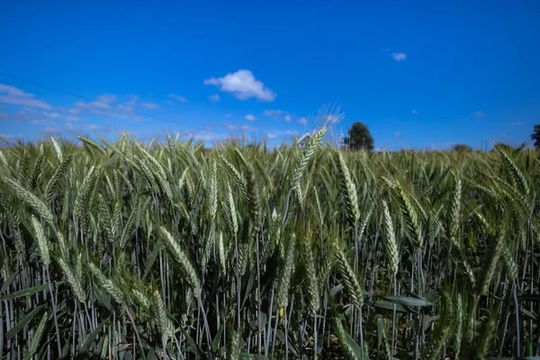 Прекрасный Вид Зеленое Пшеничное Поле Солнечный День — стоковое фото