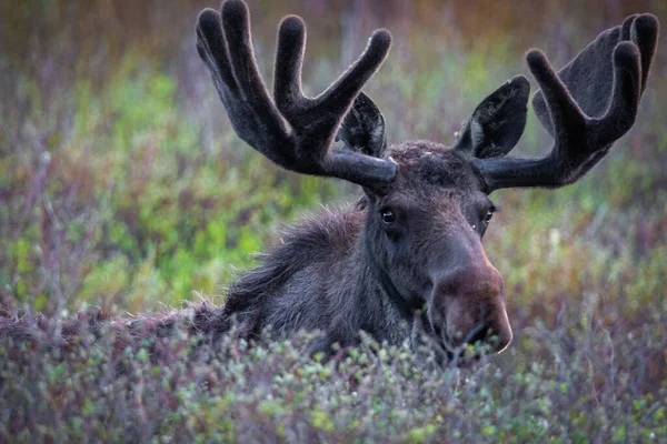 Moose Huge Horns Chilling Field Full Colorful Flowers — Stock Photo, Image