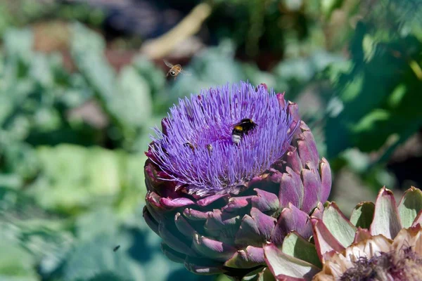 Pretty Bumblebee Foraging Artichoke Flower France Also See Small Bee — Stock Photo, Image