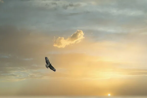 Hermoso Tiro Pájaro Volando Cielo Atardecer —  Fotos de Stock