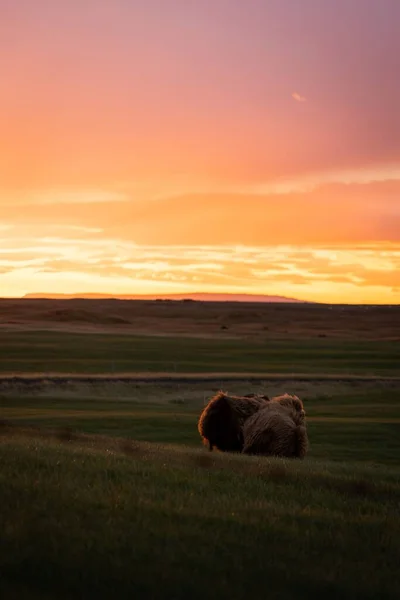 Bestiame Peloso Prato Verde Tramonto — Foto Stock