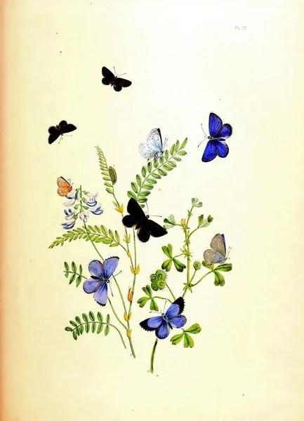 Une Illustration Vintage Verticale Xixe Siècle Papillons Colorés — Photo
