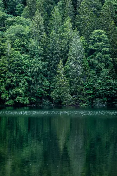 美丽的湖水 森林里有树木 — 图库照片