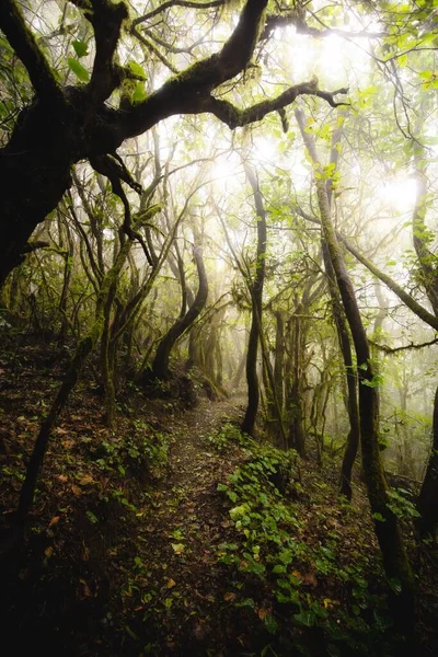 Beau Paysage Sentier Dans Une Jungle Brumeuse — Photo