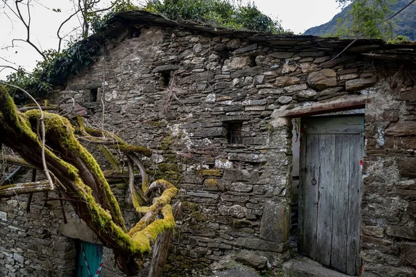 Les Vignes Mousseuses Contre Une Vieille Maison Campagne Abandonnée — Photo
