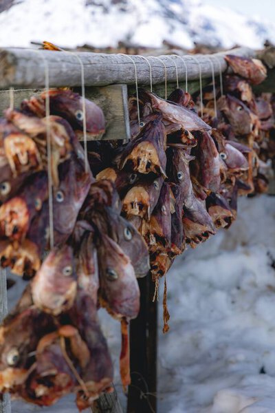 A closeup of hanging dried fish