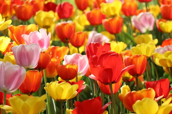 Closeup Shot Extensive Tulip Field Pralormo Castle Italy — Stock Photo, Image