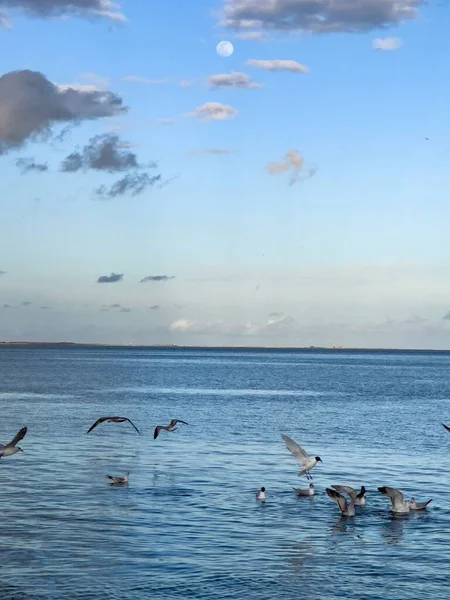 Σμήνη Υδρόβιων Πτηνών Πετούν Πάνω Από Θάλασσα — Φωτογραφία Αρχείου