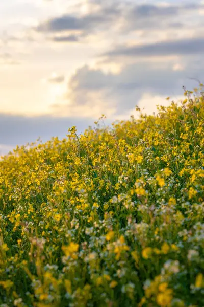 Bulutlu Gökyüzünün Altındaki Sarı Çiçek Tarlasının Dikey Görüntüsü — Stok fotoğraf