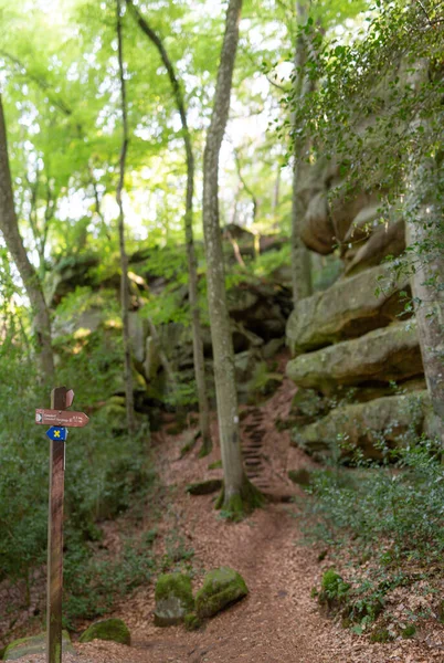 Ormandaki Bir Işaretin Seçici Görüntüsü — Stok fotoğraf