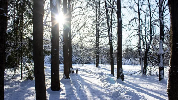 Winter Forest Sunrise Russia — Stock Photo, Image