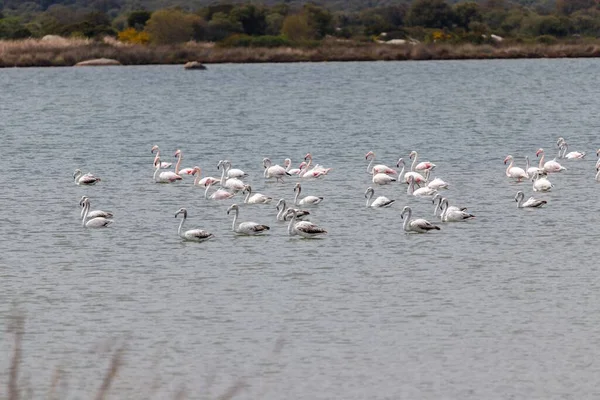 Bir Grup Flamingo Ufukta Yeşil Ağaçlarla Gölde Yüzüyor — Stok fotoğraf