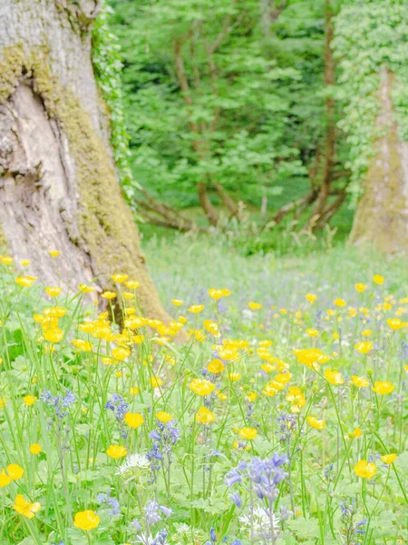 Eine Vertikale Aus Gelben Wiesenbutterblumen Wächst Einem Grünen Feld Gegen — Stockfoto
