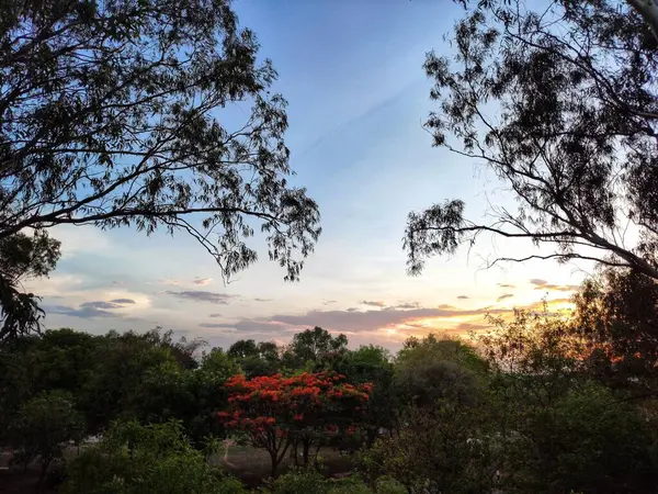 Beau Cliché Une Forêt Verte Sous Ciel Nuageux Coloré Coucher — Photo