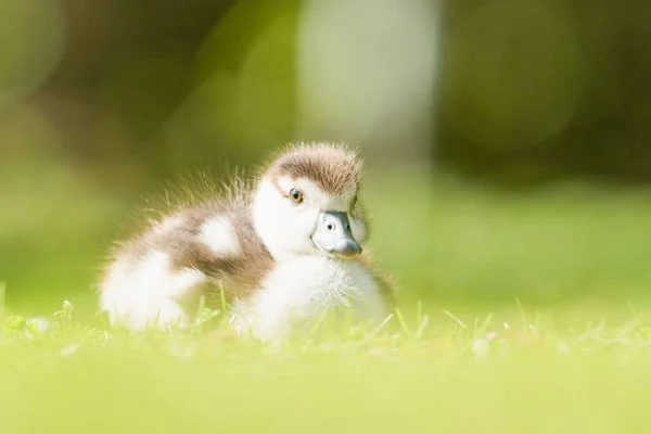 Shallow Focus Shot Egyptian Goose Gosling Sitting Grass Blurred Background — Stock Photo, Image