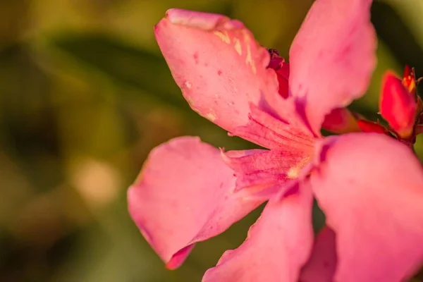 Gros Plan Une Fleur Oleander Rose Vif Sur Fond Flou — Photo