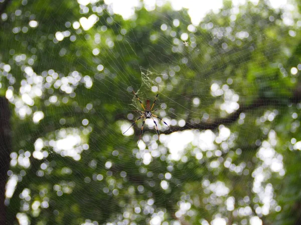 在绿树的映衬下 一只金丝织女蜘蛛在网上的特写 — 图库照片