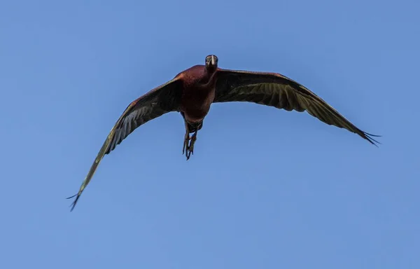 Low Angle Shot Glossy Ibis Plegadis Falcinellus Flying Blue Sky — Stock Photo, Image