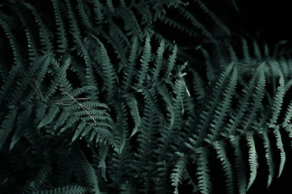 法国布列塔尼丛林里新鲜的蕨类树叶 — 图库照片