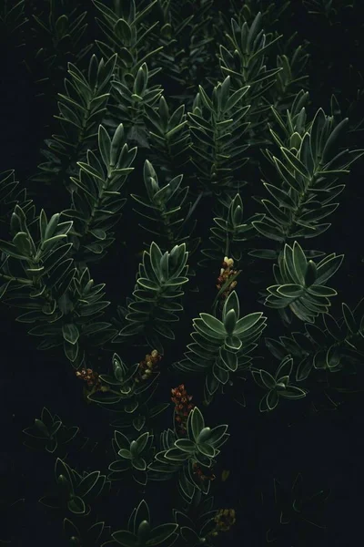Πράσινα Φυτά Φύλλα Στο Σκοτεινό Δάσος Νύχτα — Φωτογραφία Αρχείου