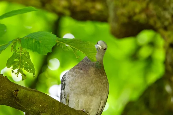 緑の葉を木の上で食べる灰色の鳩の低角度ショット — ストック写真