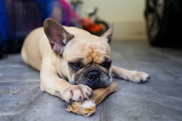 Close Cute French Bulldog Lying Its Paw Rawhide — Stock Photo, Image