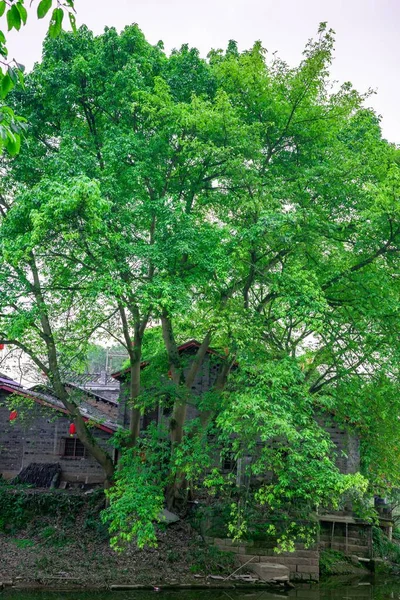 Vertical Shot Green Tree Standing Front Houses — Stock Photo, Image