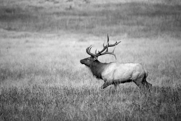 Ráno Colorado Rockies Vysoké Horské Louce Trčící Býk — Stock fotografie