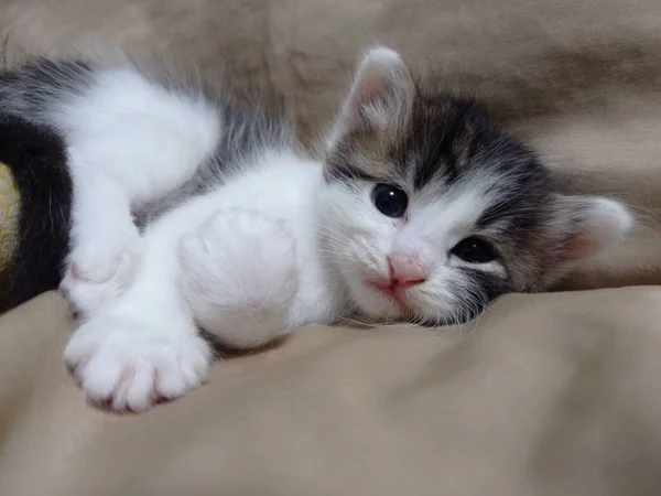 Kijk Eens Naar Schattigste Katten Ooit Van Houdt Van Houdt — Stockfoto