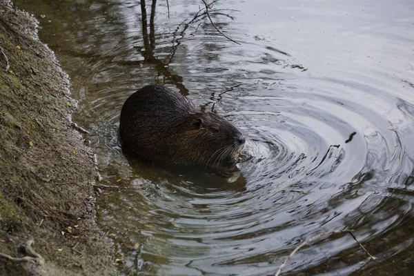 Una Nutria Gris Grande Coypu Que Pone Agua — Foto de Stock