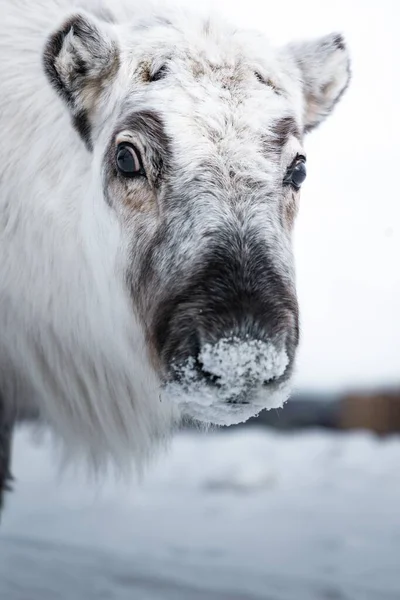 Face Young Moose Snow Covered Field Blurred Background — Stock Photo, Image