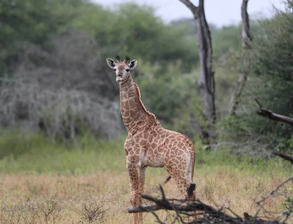 Dél Afrikai Zsiráf Egy Száraz Füves Parkban — Stock Fotó