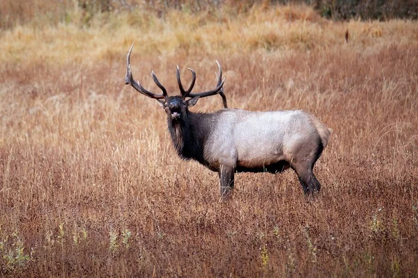 Bugling Bull Elk Colorado Rockies Morning High Mountain Meadow — Stock Photo, Image