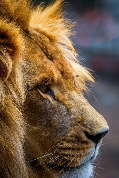 Κοντινό Πλάνο Ενός Αρσενικού Λιονταριού Στο Ζωολογικό Κήπο — Φωτογραφία Αρχείου