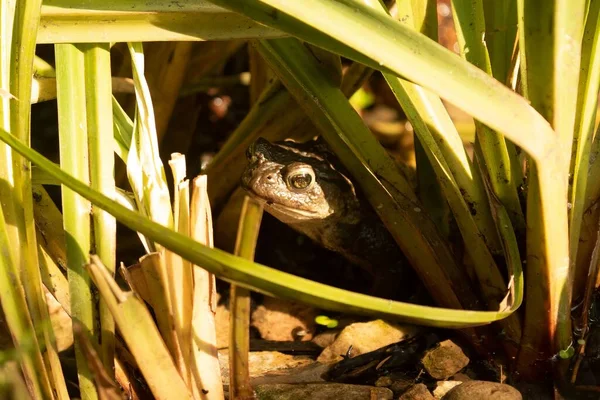 Closeup European Frog Rana Temporaria Sitting Pond Edge Camouflaged Reeds — Stock Photo, Image