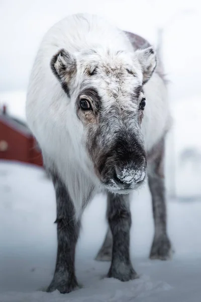 Karla Kaplı Bir Tarlada Genç Bir Geyik Bulanık Bir Arka — Stok fotoğraf