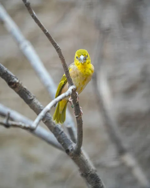 Colpo Verticale Budgie Giallo Seduto Ramo Albero — Foto Stock